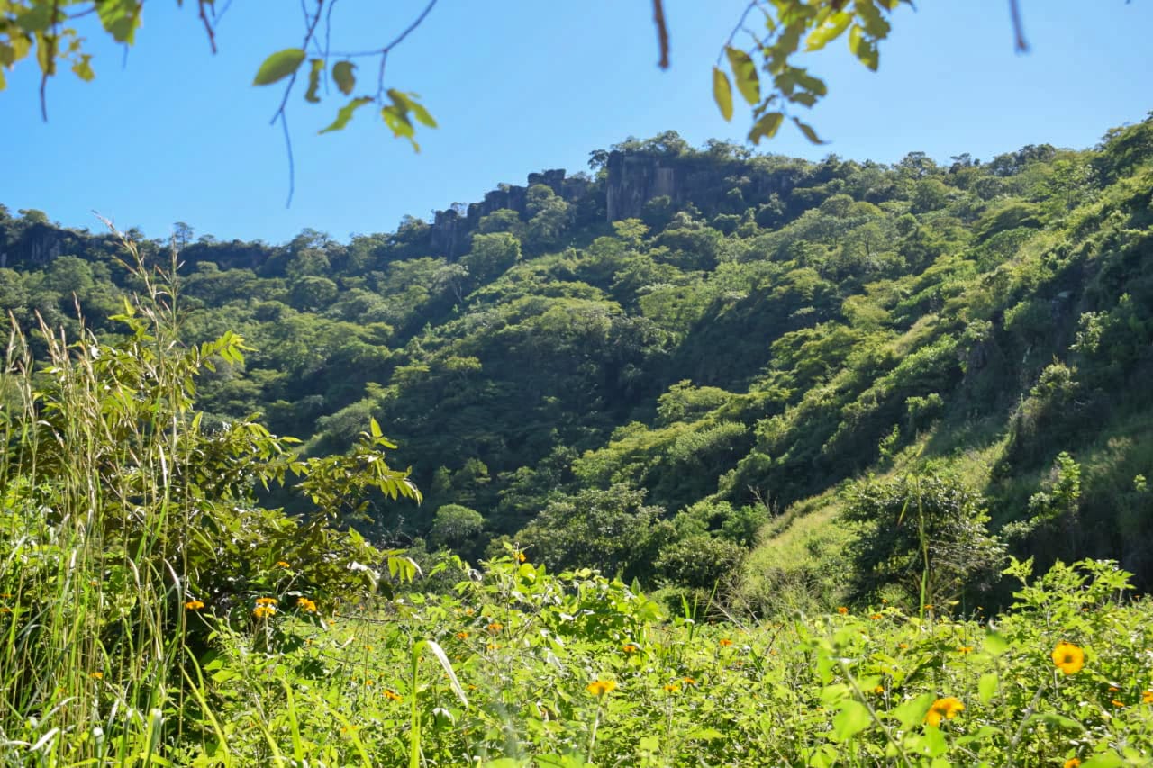 mocuana